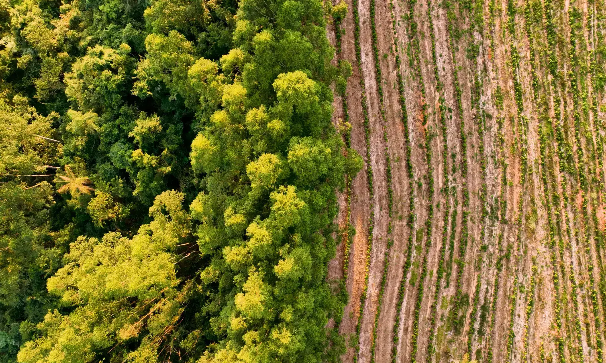 Forest and field aerial view, contrasting colors.