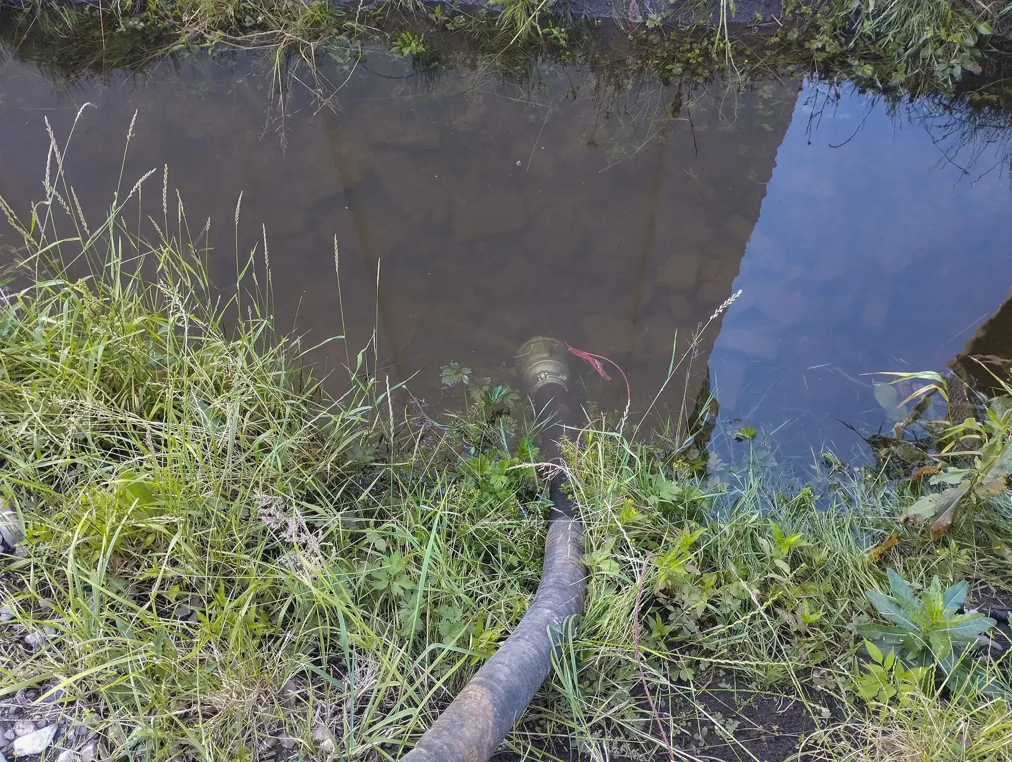 A snake near the edge of a muddy water body surrounded by grass.
